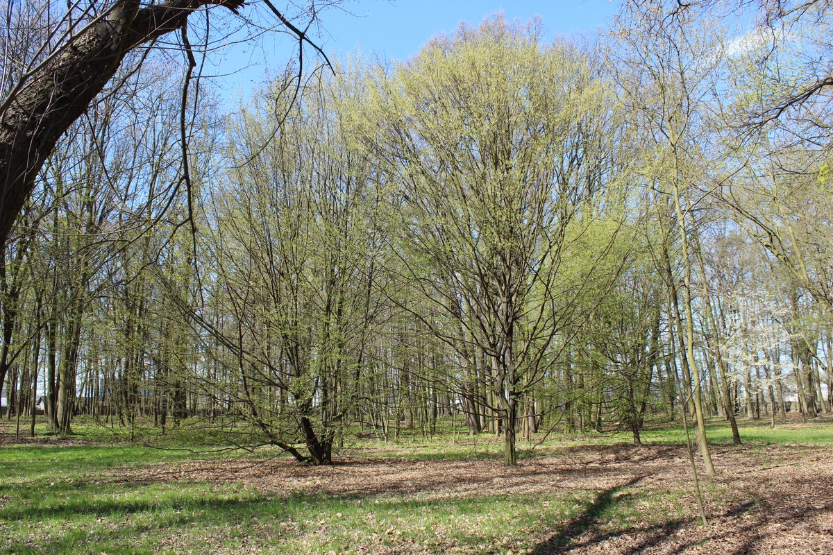 park 5